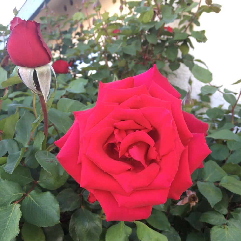 Meet your Posher, Paige